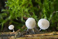 Schijfsteelmycena